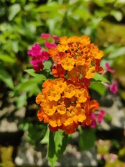 Lantana Camara.