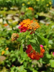 West Indian Lantana.