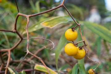 ワルナスビ（Solanum carolinense）の黄色い果実／ナス科