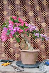 Multicolour Bougainvillea Flower with Pink and Purple Color Tone