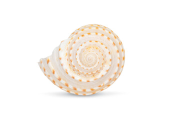 Image of seashells tonna tesselata on a white background. Undersea Animals. Sea Shells.