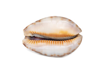 Image of Image of seashells cypraea arabica on a white background. Undersea Animals. Sea Shells.seashells cypaea arabica on a white background. Undersea Animals. Sea Shells.