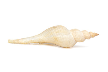 Image of white long tailed spindle conch seashells on a white background. Undersea Animals. Sea...