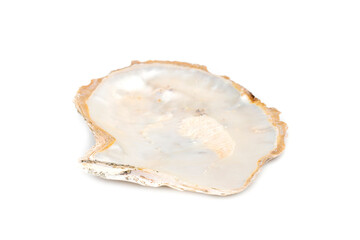 Image of seashells clam pearled on a white background. Undersea Animals. Sea Shells.
