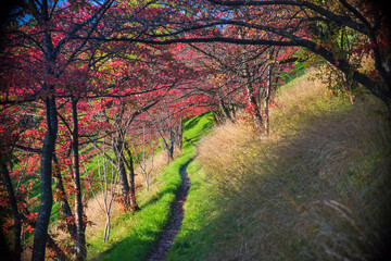 Naklejka premium Picturesque pathway through group of trees with red leaves at sunny autumn day. Rosengarten park, Bern, Switzerland