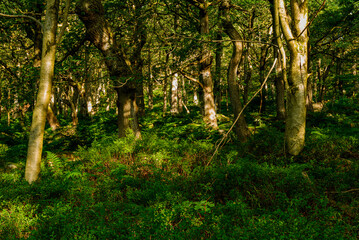 Obraz premium trees in the forest