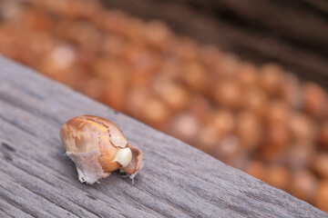 Seeds of durian, a famous fruit in South East Asia. A strong smell of fruits, that not everybody can handle.