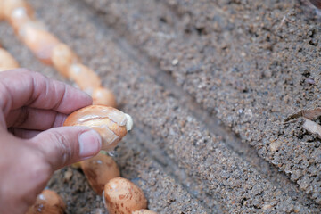 Seeds of durian, a famous fruit in South East Asia. A strong smell of fruits, that not everybody can handle.
