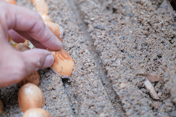 Seeds of durian, a famous fruit in South East Asia. A strong smell of fruits, that not everybody can handle.