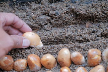 Seeds of durian, a famous fruit in South East Asia. A strong smell of fruits, that not everybody can handle.