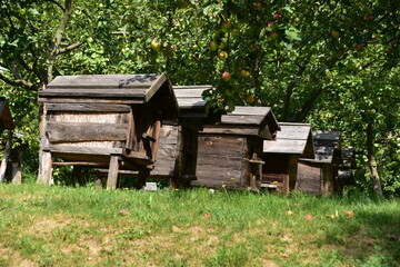 ule, pasieka, wieś, skansen, drewna, barć, pszczelarstwo, 