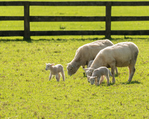 Obraz premium Springs Lambs with Ewes Grazing in a Field with Copy Space