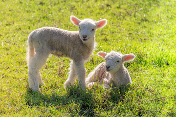 Two Spring Lambs in a Field in the Sunshine, with Copy Space