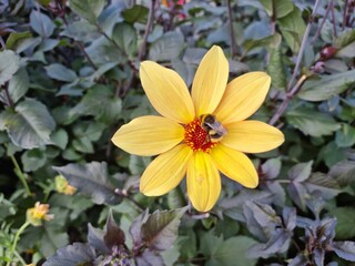 Bumblebees collecting nectar from bright yellow Dahlia. 