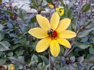 Bumblebees collecting nectar from bright yellow Dahlia. 