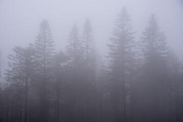 Beautiful moody atmospheric foggy Autumn Fall landscape in woodland in English countryside
