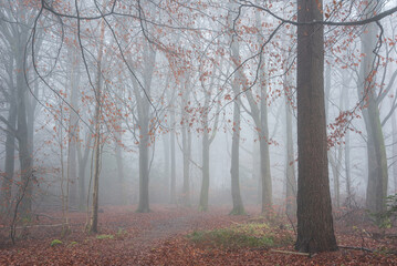 Beautiful moody atmospheric foggy Autumn Fall landscape in woodland in English countryside