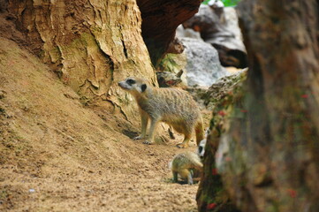Meerkats in zoo