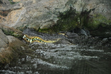 alligator in the water, closeup