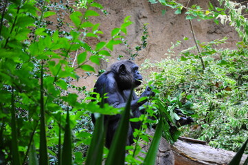 chimpanzee in zoo
