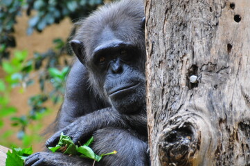 chimpanzee closeup