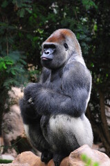 Sitting gorilla in the zoo