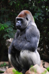 Big, sitting gorilla on rock
