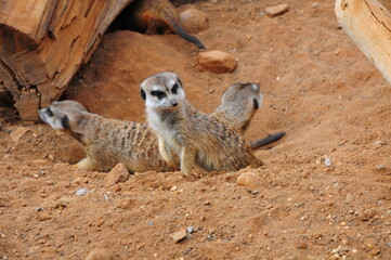 Sitting meerkat in the zoo