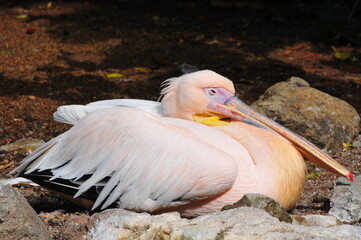 pelican on a rock