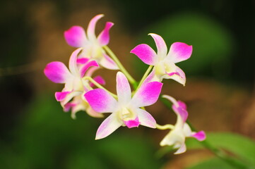 Fototapeta na wymiar blooming orchid