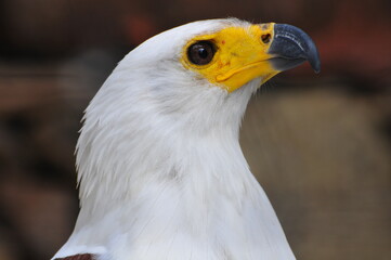 close up of a white eagle