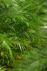 Tropical background with green palms - stock photo
