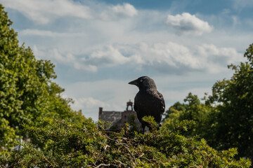 A crow sits on a bush in Oud-Beijerland with the rooftop of the city hall or oud raadhuis in the background underneath a cloudy yet blue sky