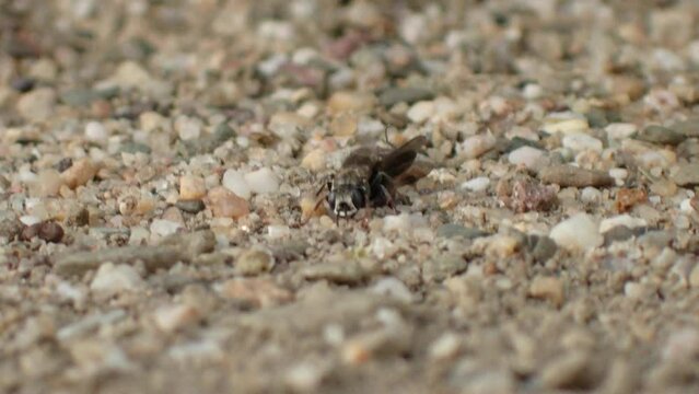 Oxybelus uniglumis, a wasp digging its nest 
