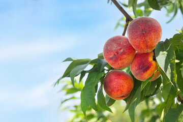 ripe peaches in garden ready to harvest