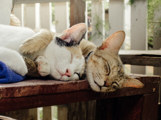 Two Thai cats sleeping and embracing each other happily on the table. Lovely funny kitten face. Showing the love of animals.