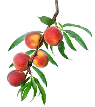 ripe peaches on branch isolated on white