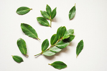 A branches of fresh green laurel bay leaves on a white background. - obrazy, fototapety, plakaty