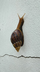 garden snail on white wall background