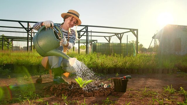 Watering seedlings in the sun. Drops of water illuminated by the sun. A young woman waters a newly planted plant. A gardener waters a young plant, the drops of water glisten in the sun