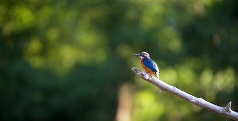 Martin-pêcheur sur une branche dans la rivière