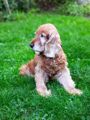 Old cocker spaniel dog with sad expression