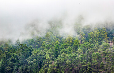 Fototapeta na wymiar nature background misty pine trees