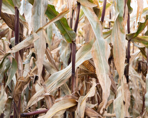 Corn, plants in close-up. Corn with yellow leaves before harvest.