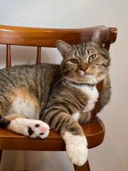 Chilling on a chair a handsome 2 years old Mr. Marshmallow in a good mood, year 2022 summer Tokyo Japan