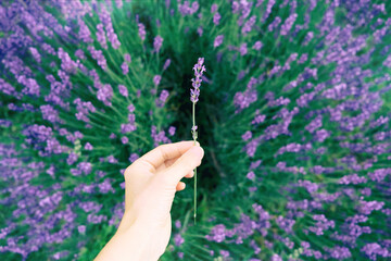 Top view woman hand holding one lavender flower over blooming field. Aroma herbs. Connecting with nature concept.