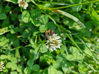 White clover flower growing on the lawn in Julianowski Park in Łódź on a sunny summer day.