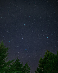 milky way in the forest