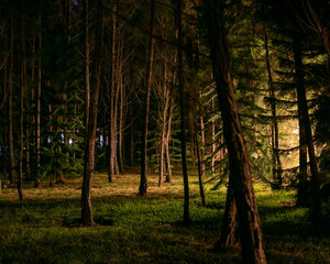 forest with lights