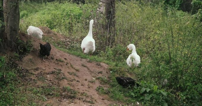 White domestic geese and ducks walk on grass on farm. Natural agriculture, private farmstead and production of environmentally friendly products. Latin, international name of birds is Anser anser
